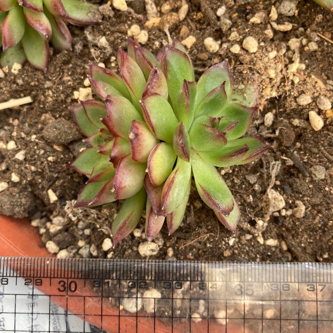 アーオーァライ　多肉植物　エケベリア　抜き苗　二頭1苗