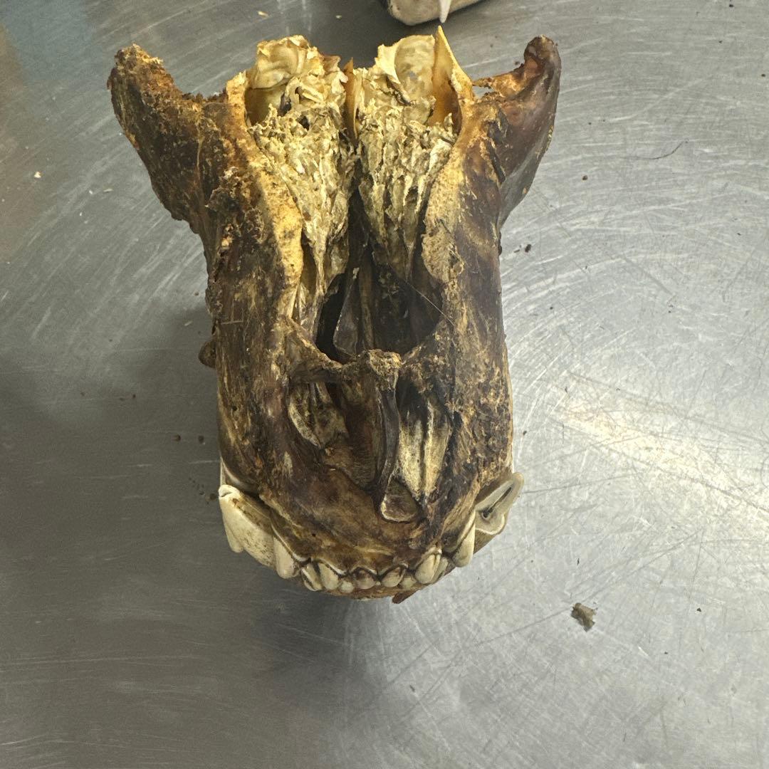 ヒグマの牙