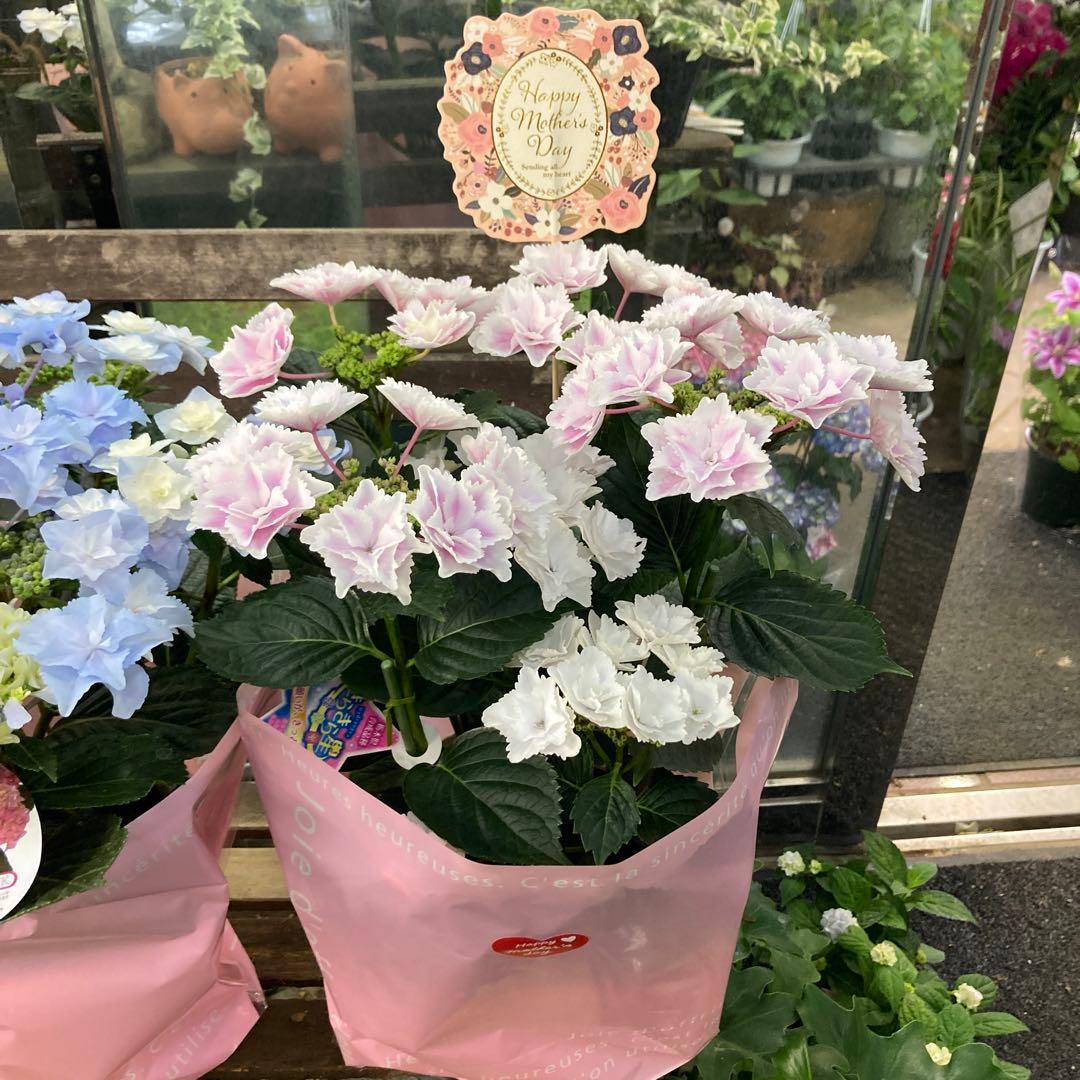 紫陽花　きらきら星　星の桜　母の日ピック付き