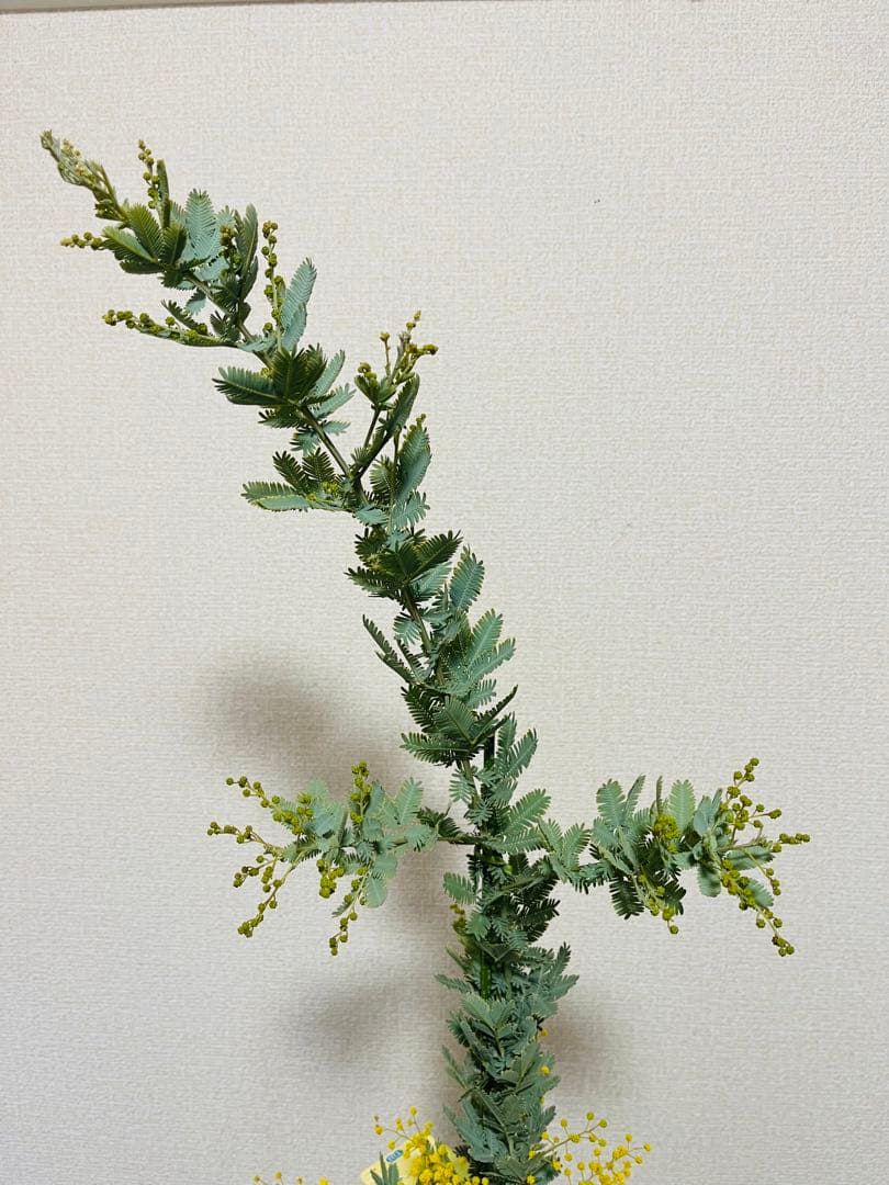 花付き　ミモザ　アカシア　苗　現物