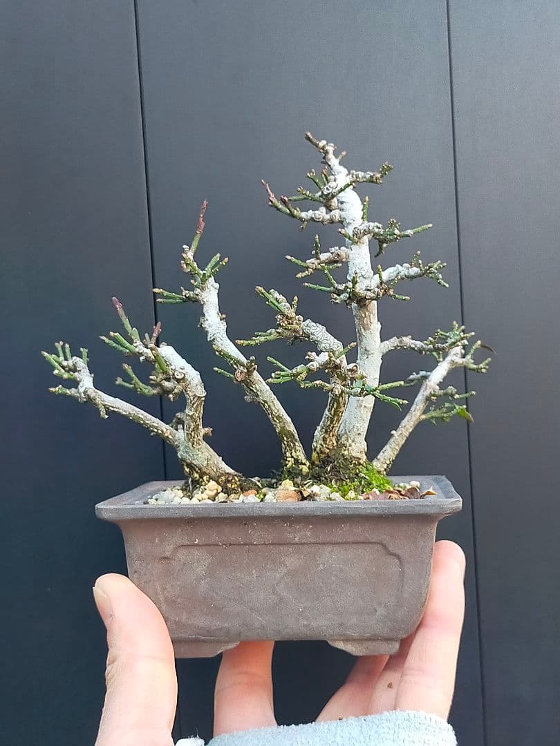 ミニ盆栽。小真弓寄せ植え。
