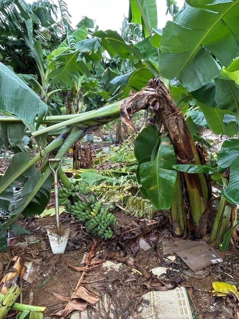 糖度の鬼◆130㎝巨大◆超、ドワーフ＝キングナムワ。バナナ苗◆耐寒強、関東露地