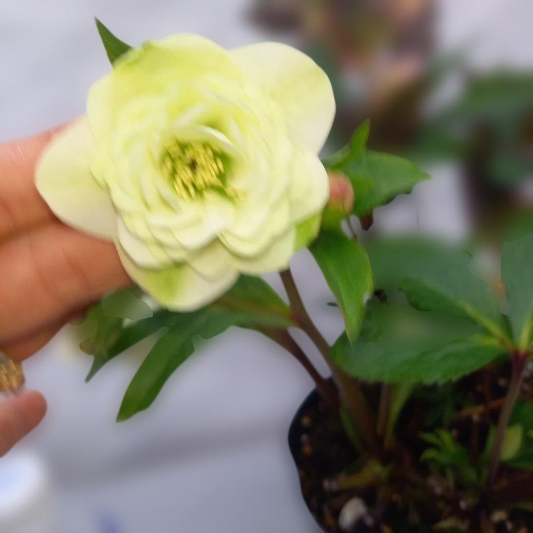 個性際立つ素敵なお花！クリスマスローズ、大苗、開花株