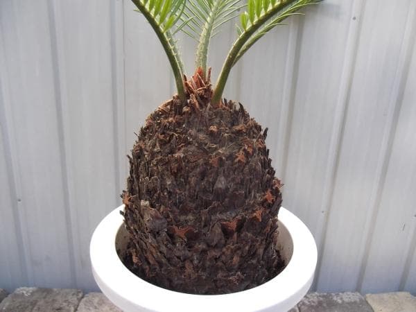 現物「蘇鉄（ソテツ）」７号　Cycas revoluta