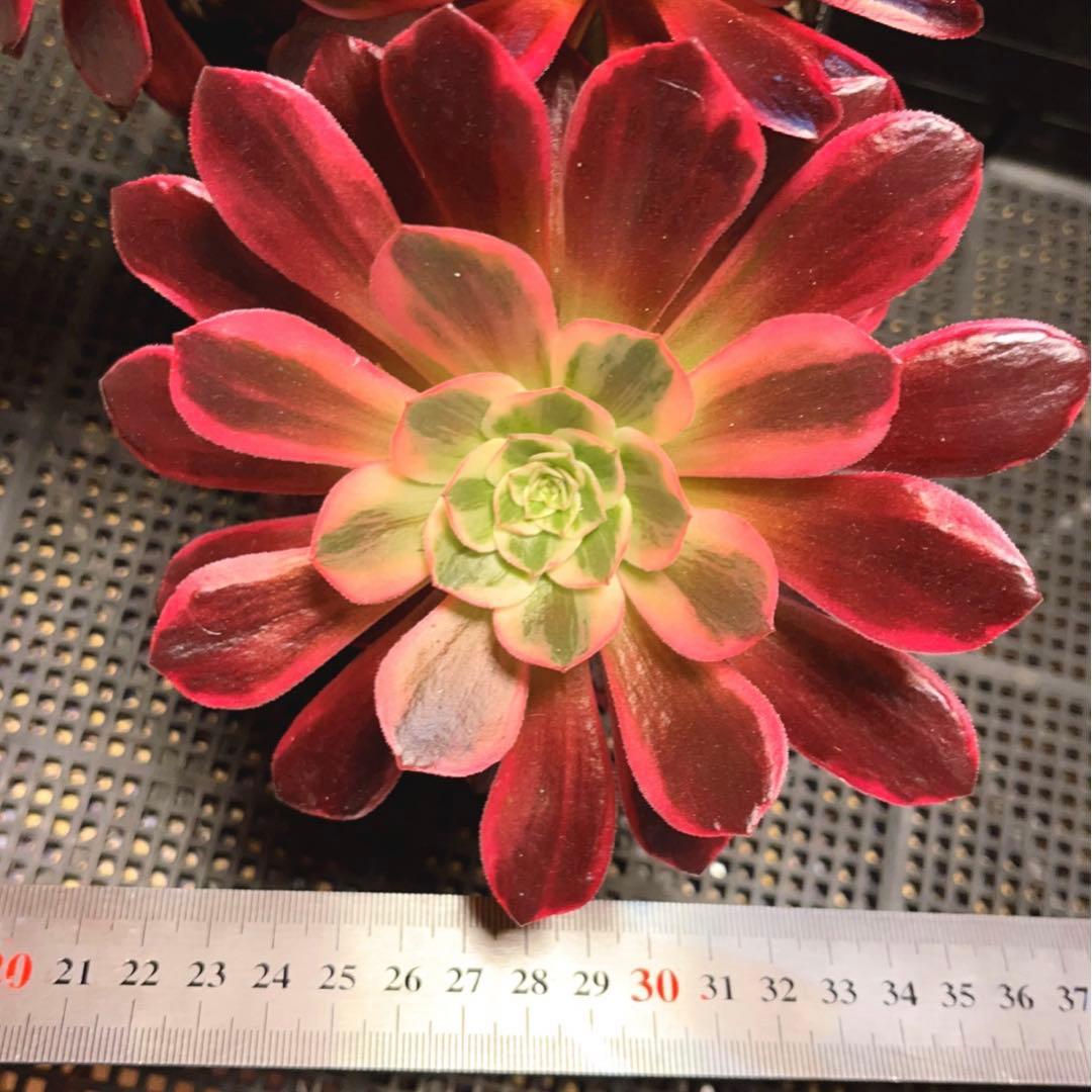 38#多肉植物❤️アエオニウム錦❤️ウエディングドレス❤️4大頭3小頭28cm拔き苗