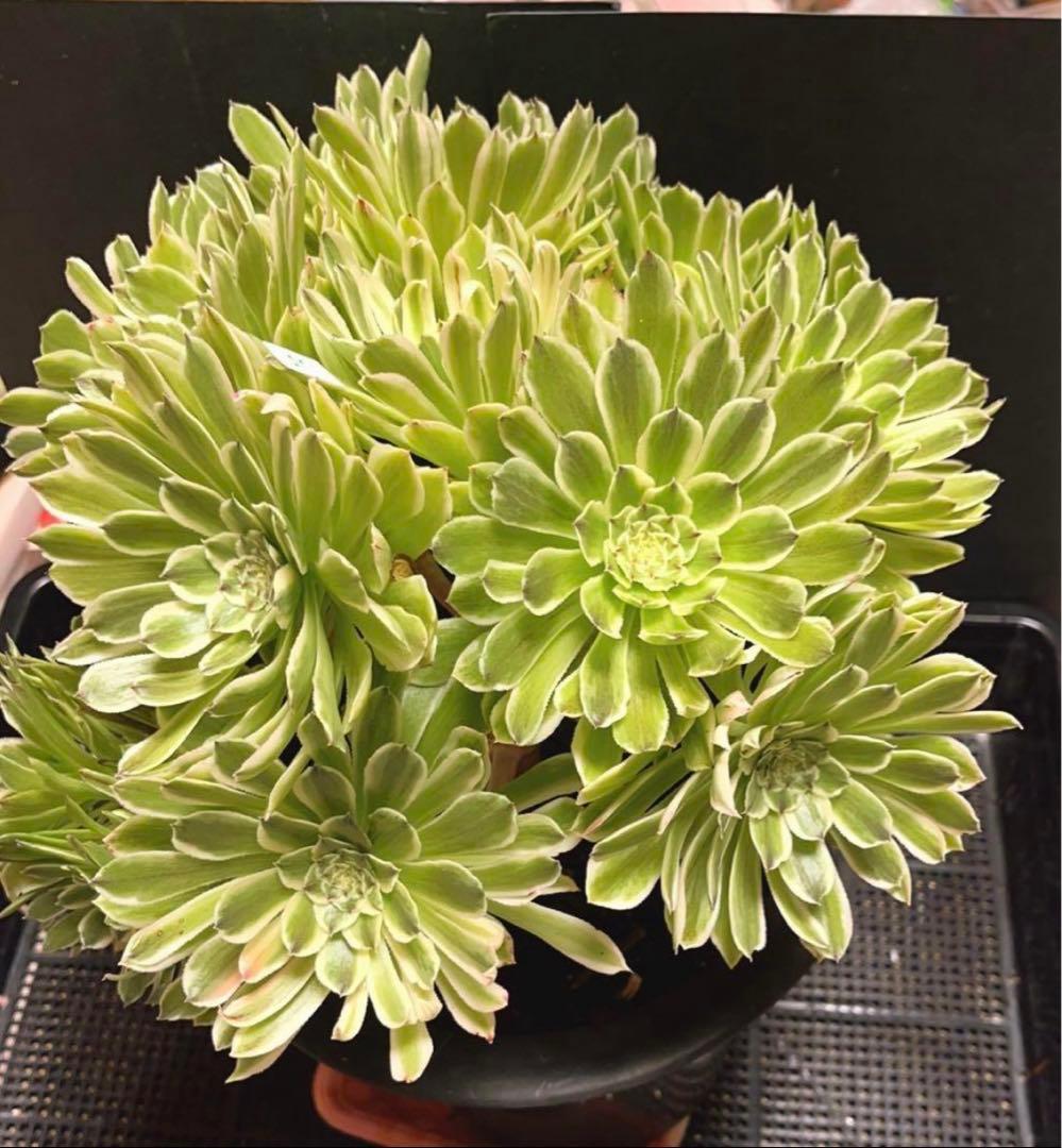 75#多肉植物❤️アエオニウム錦❤️青い波❤️15頭31cm拔き苗