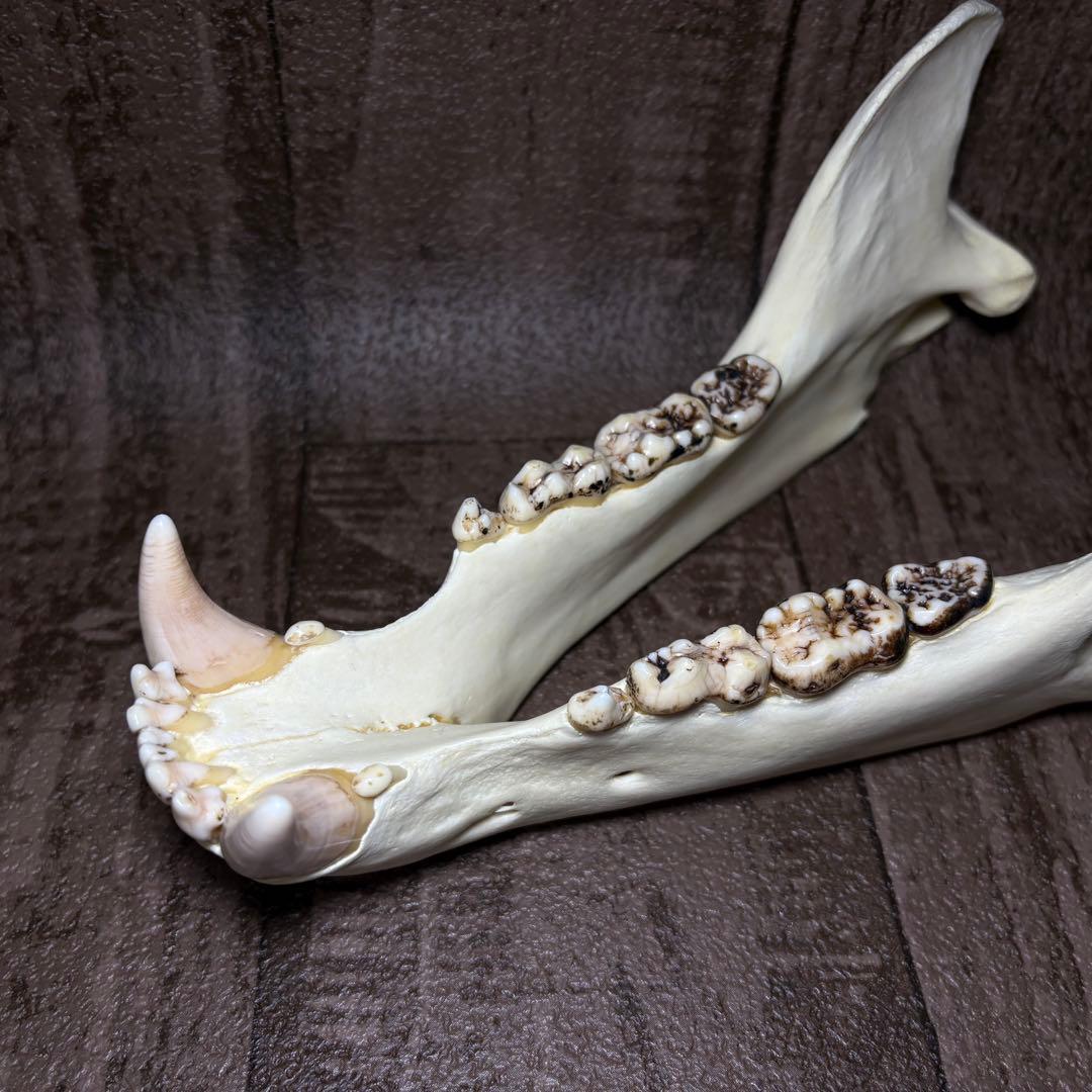 ヒグマ 熊 頭骨 頭蓋骨 骨格標本