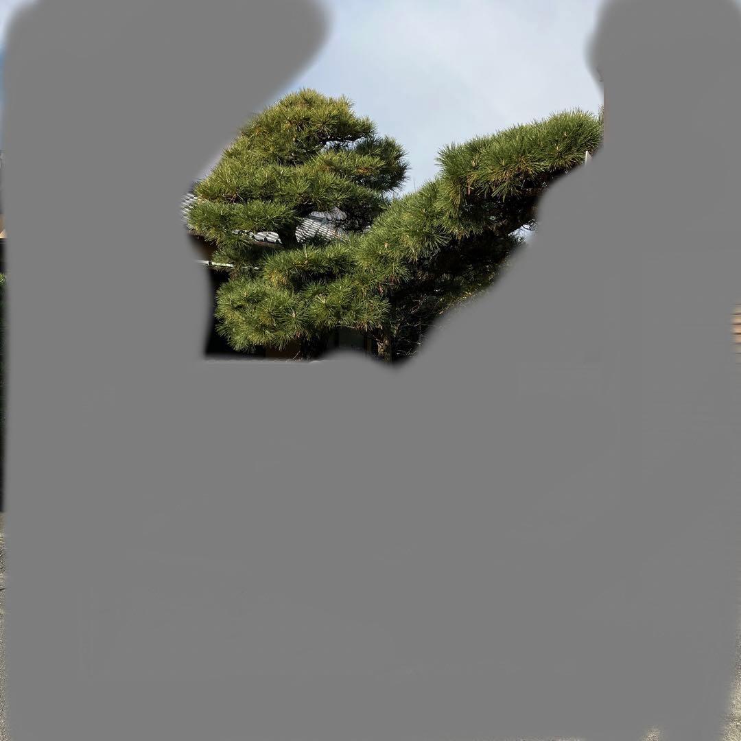 門かぶり　松の木