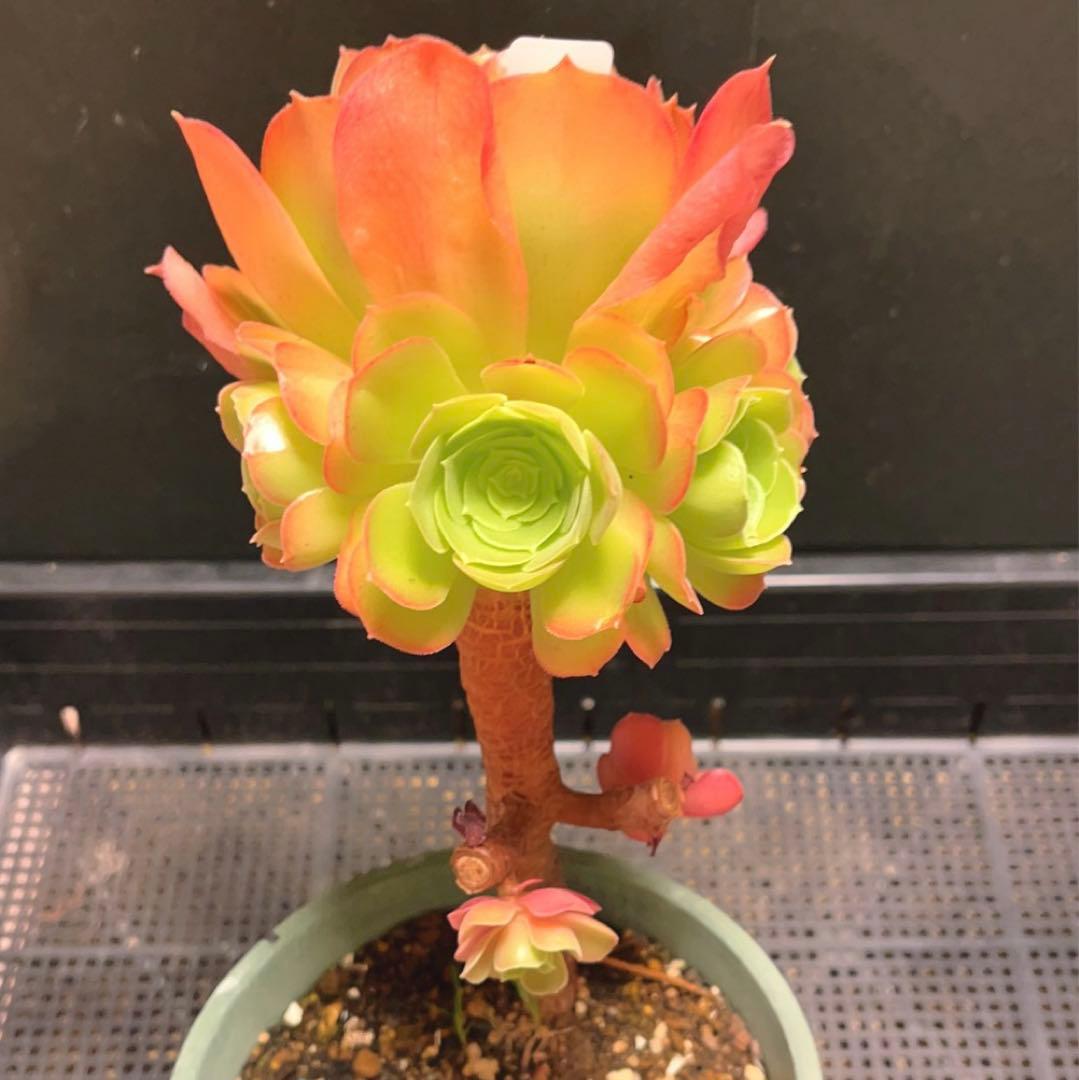 23#多肉植物アエオニウム❤️ サラダボール❤️1大頭4小頭12cm拔き苗