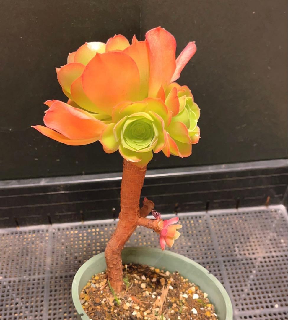 23#多肉植物アエオニウム❤️ サラダボール❤️1大頭4小頭12cm拔き苗