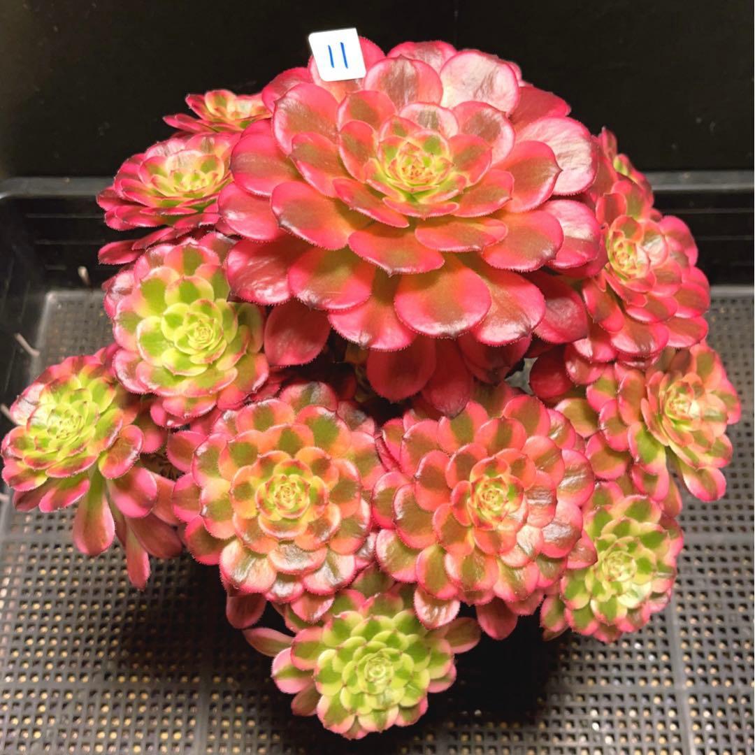 11#多肉植物❤️アエオニウム錦❤️舞天姫❤️14頭27cm拔き苗