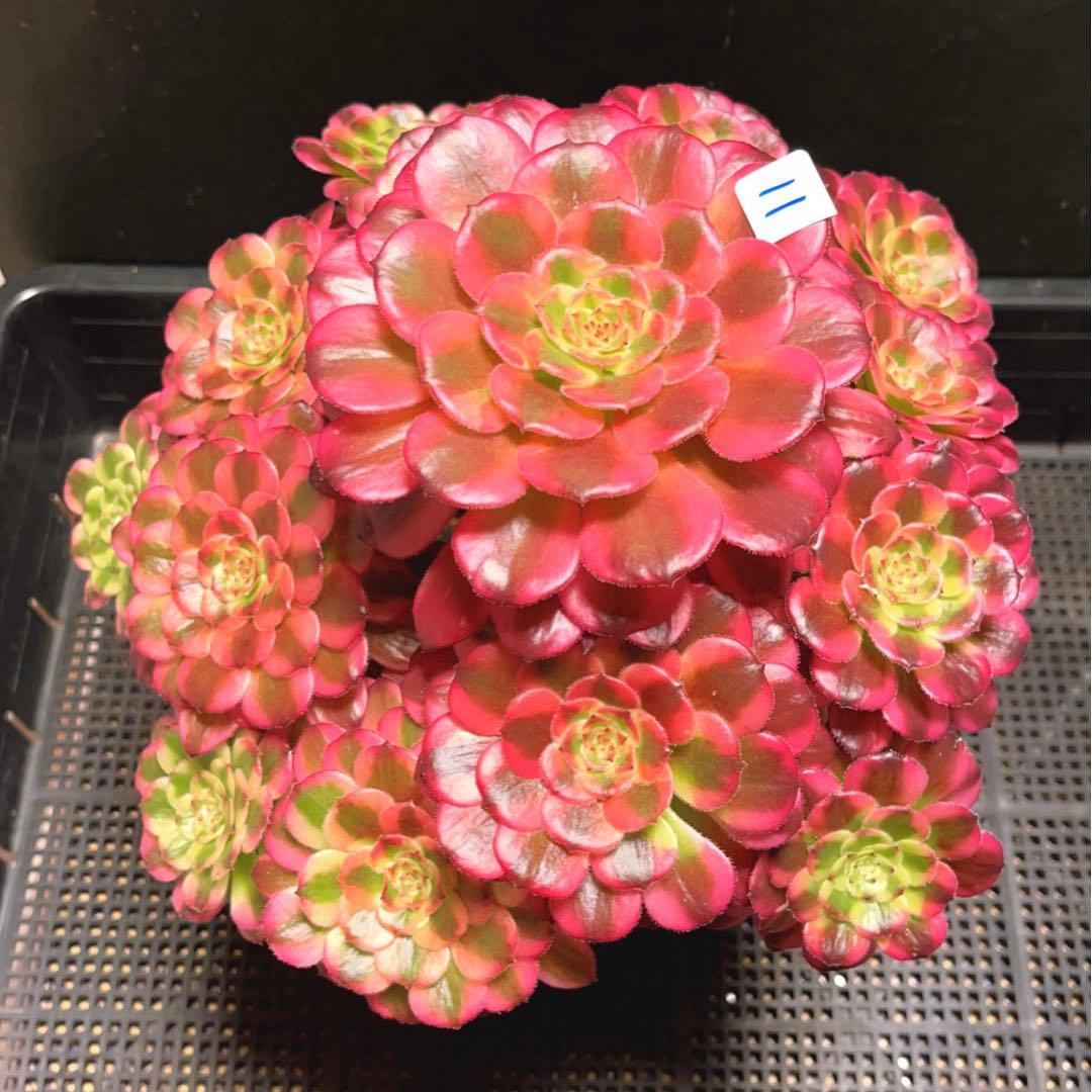 11#多肉植物❤️アエオニウム錦❤️舞天姫❤️14頭27cm拔き苗