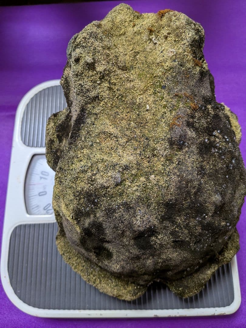海外コレクター向き明治時代〜昭和戦前期頃蛙苔むした全長２３センチ重さ５キロ飾置物