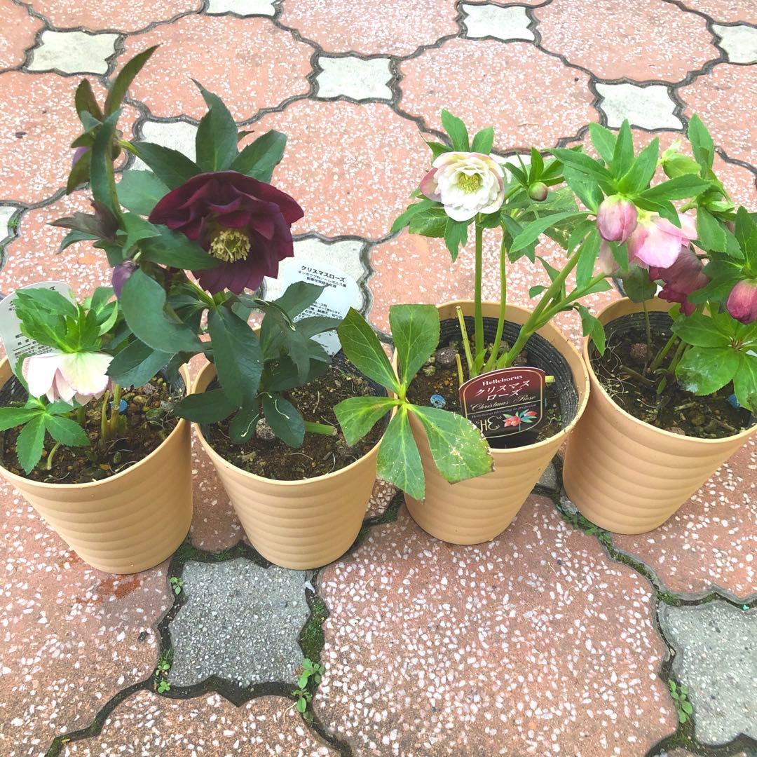 クリスマスローズ 八重 4種セット 平田園芸 花付き現品発送レア品種 お買い得❣️