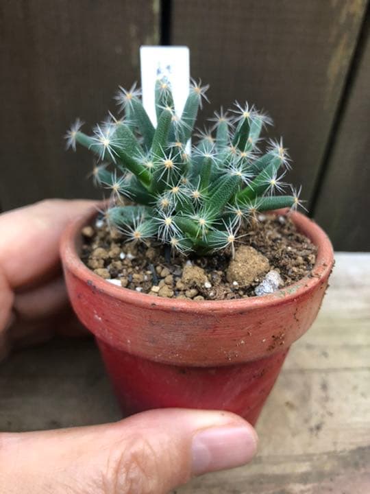 多肉植物 紫晃星♡抜き苗(^○^)