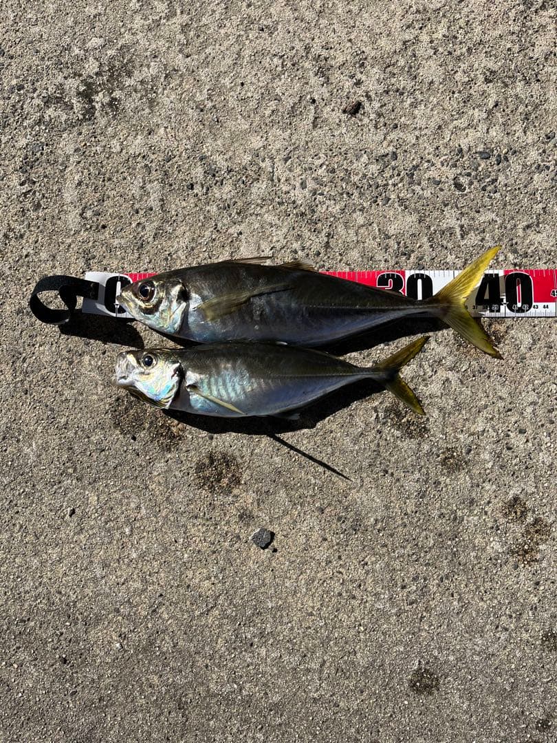 Daiwa 19 TATULA TW 100SH GOMEXUS改