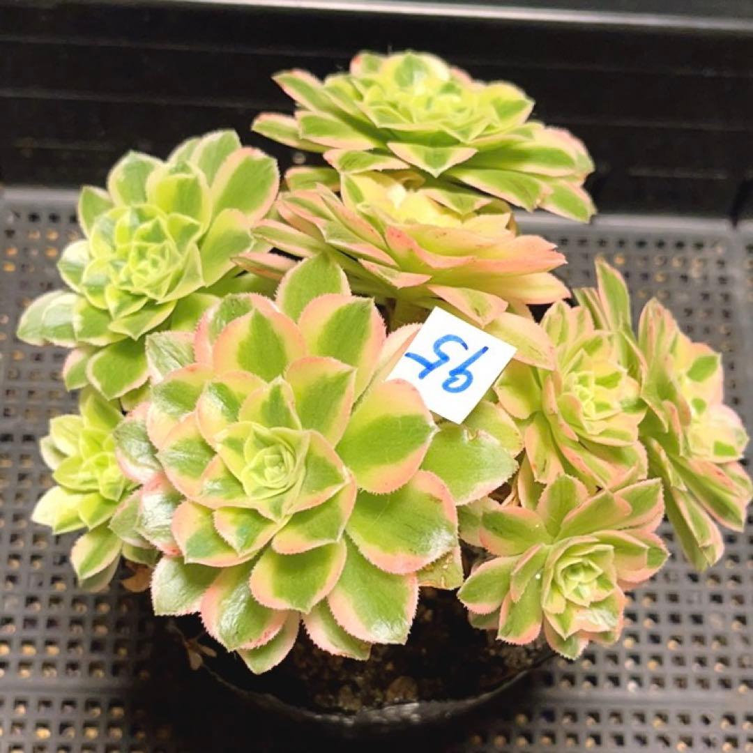 95#多肉植物アエオニウム錦❤️碧玉❤️8頭15cm 鉢土付き出荷