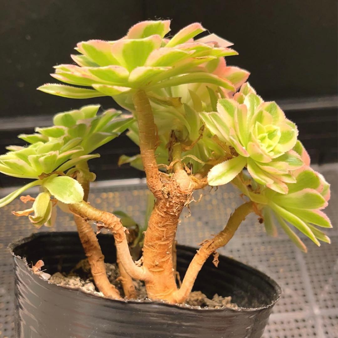 95#多肉植物アエオニウム錦❤️碧玉❤️8頭15cm 鉢土付き出荷