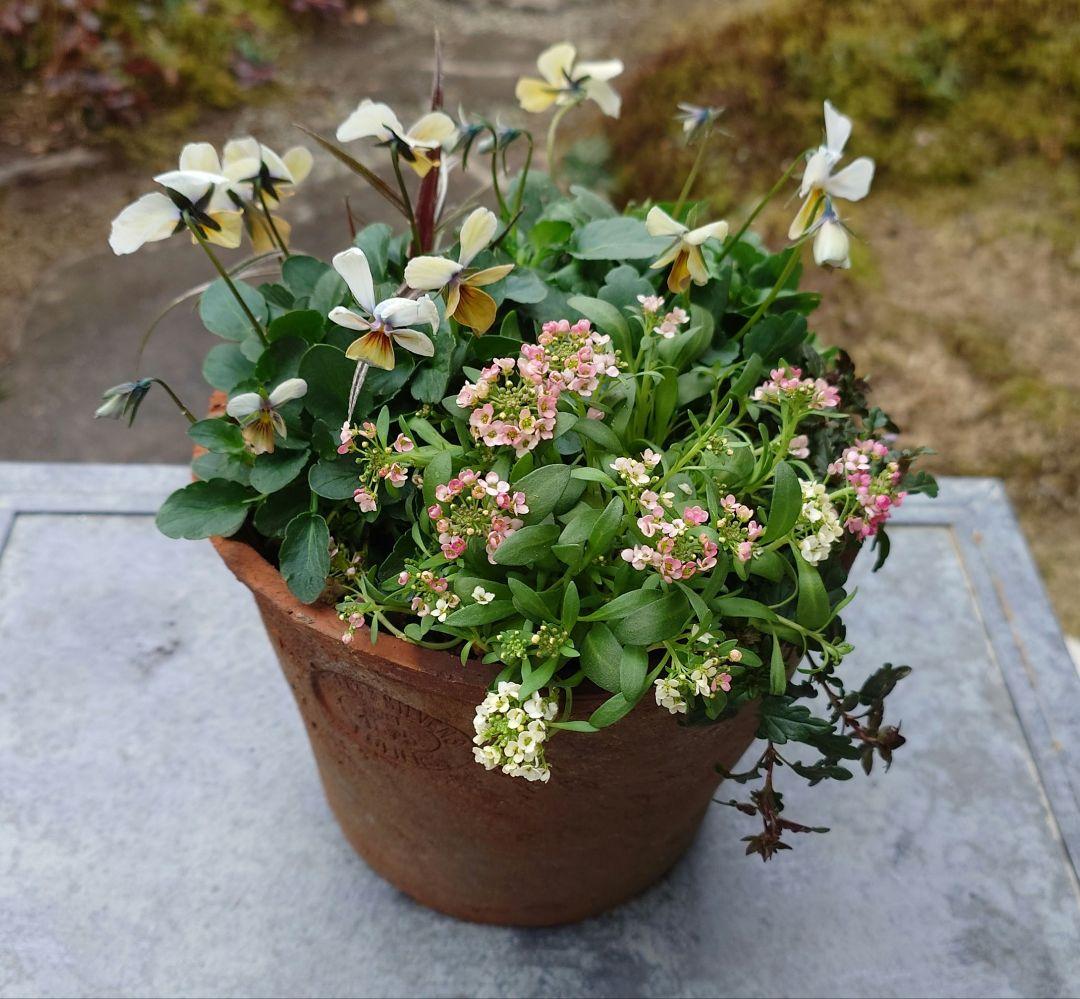 寄せ植え花　すみれ図鑑　はせページ