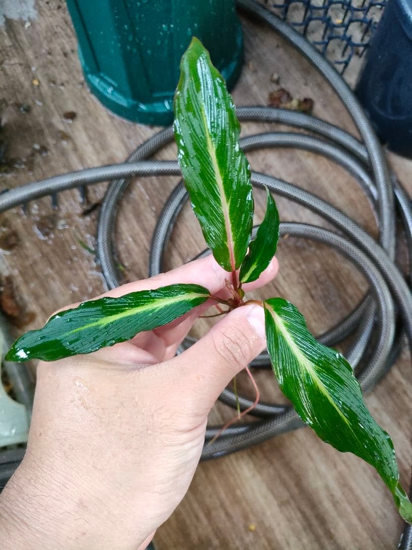 Homalomena sp. West Papua ホマロメナspパプア