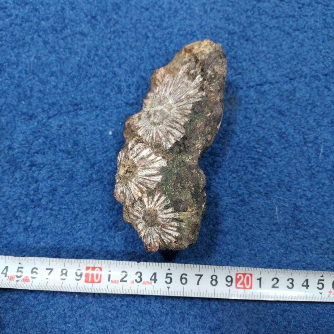 早い者勝ち！最終価格　菊花石　 天然石 鉱物 置物