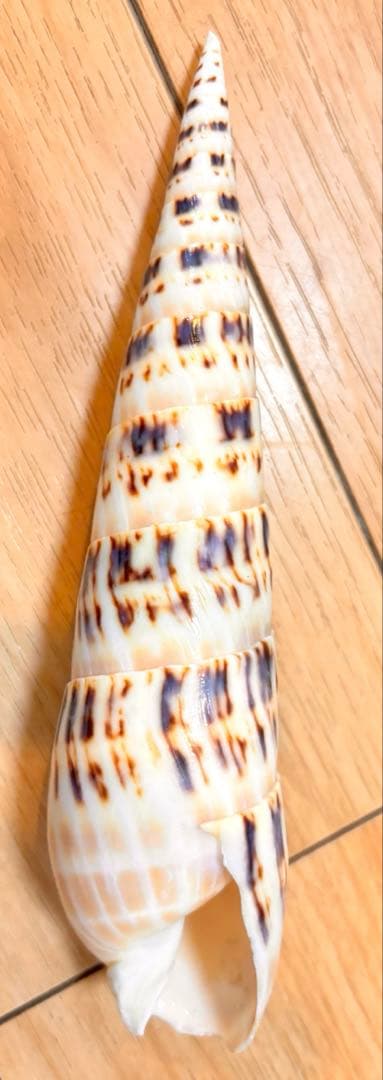 貝セット