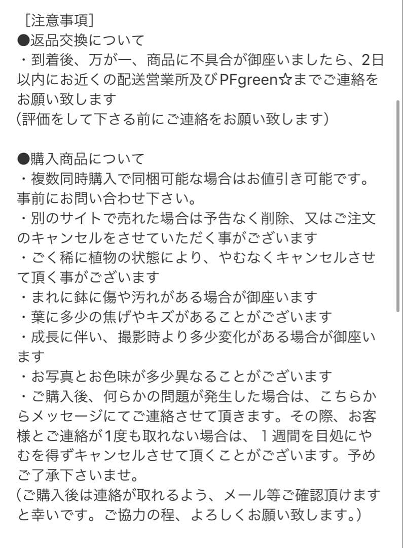 ［現品］A2 フィカス　アルテシマ　曲がり　6号　観葉植物　室内　ゴムの木　人気