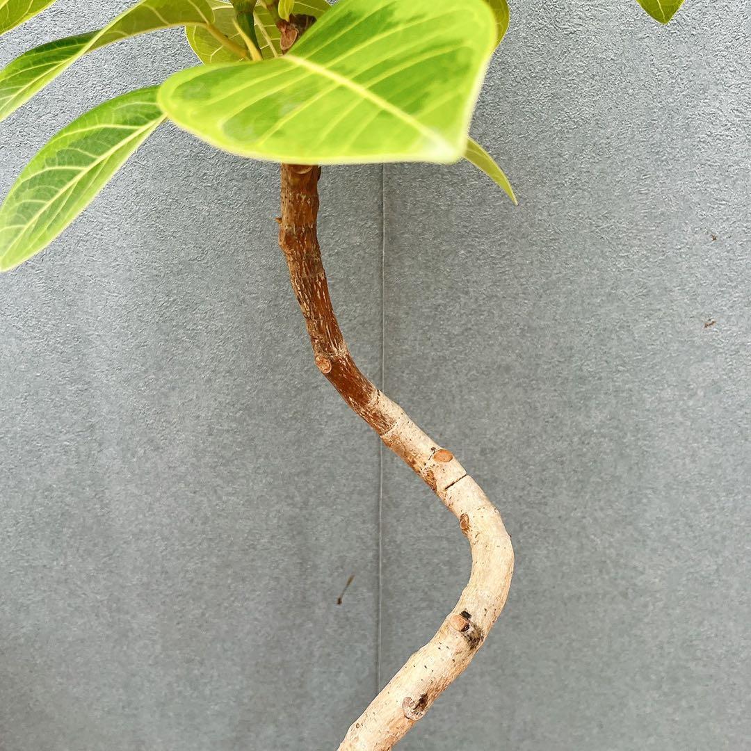 ［現品］A2 フィカス　アルテシマ　曲がり　6号　観葉植物　室内　ゴムの木　人気