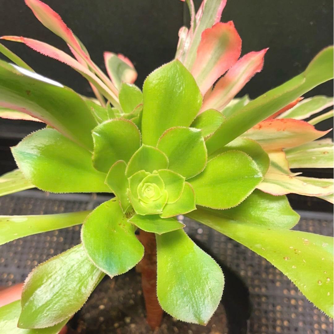 53#多肉植物アエオニウム錦❤️ 光輝 ❤️1大頭6子芽25cm 拔き苗