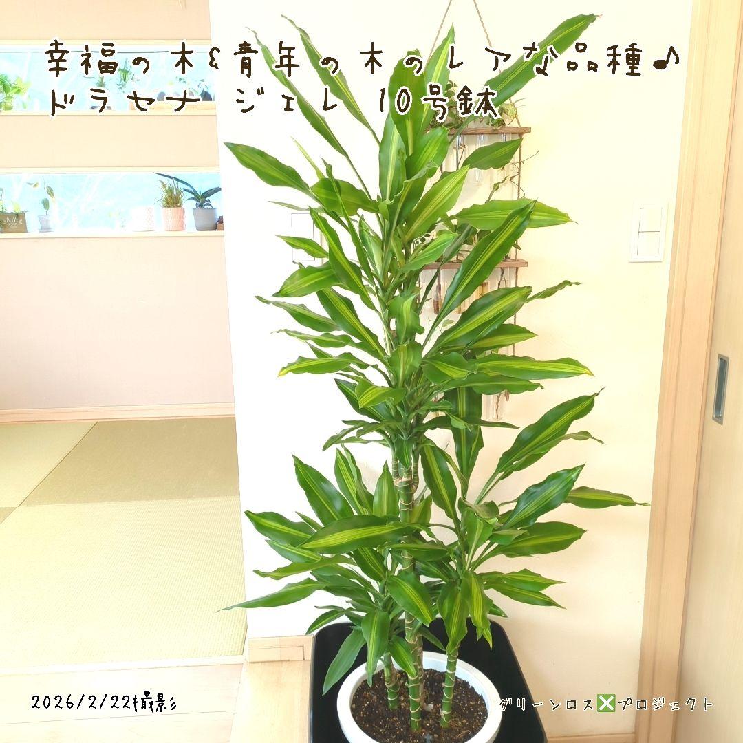 【B級品/大型観葉植物】幸福の木&青年の木のレアな品種♪ドラセナジェレ 10号鉢