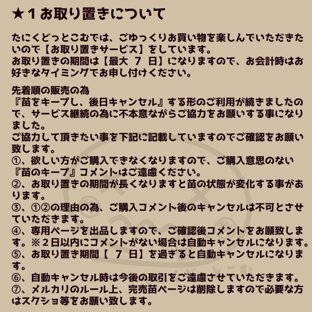 ファイヤーイーグル◎多肉植物 カット苗 韓国苗 エケベリア等