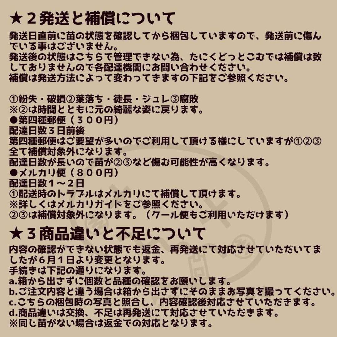ファイヤーイーグル◎多肉植物 カット苗 韓国苗 エケベリア等