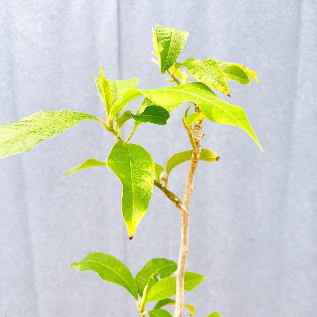 現品　キンコウボク　金厚朴　希少　87番　観葉植物　植木　インテリアグリーン