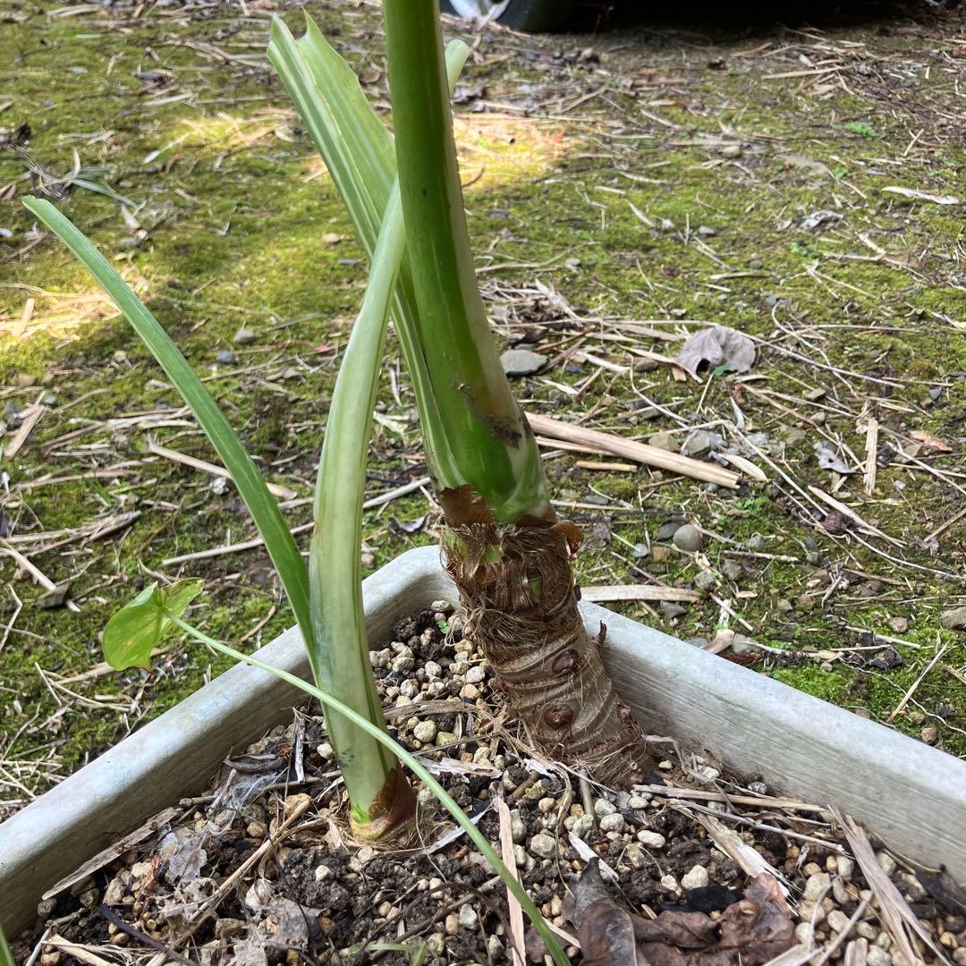 幹立ち　芋付き　斑入り　くわずいも　大小5株　クワズイモ