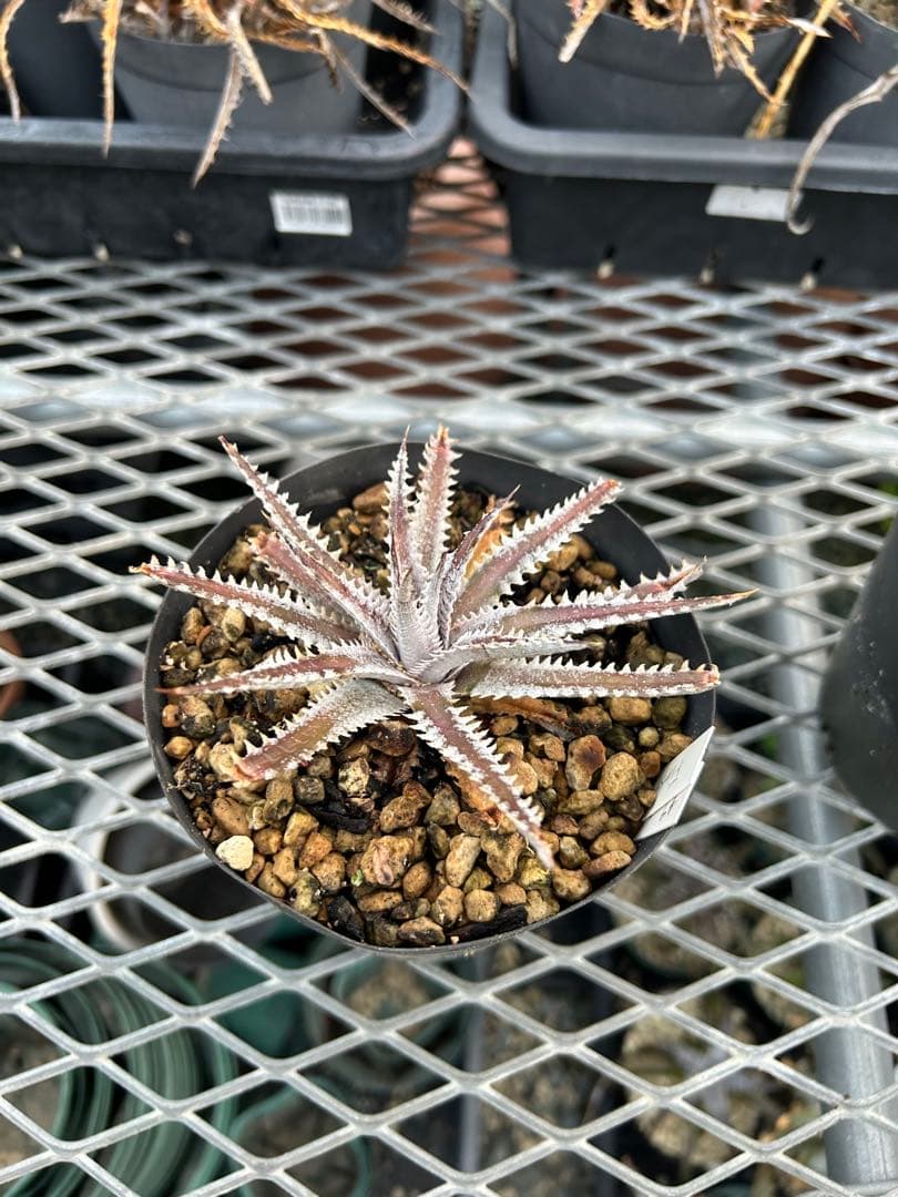 メガレア ビルベイカー ディッキア Dyckia First Cousin ⑷