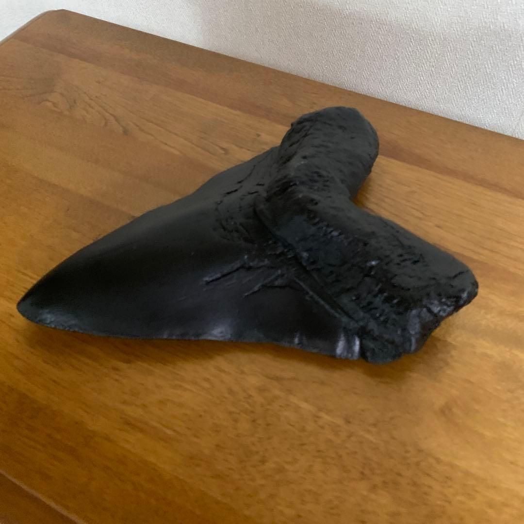 ￼史上最大級￼メガロドンの歯 レプリカ￼(ジャンク品￼)