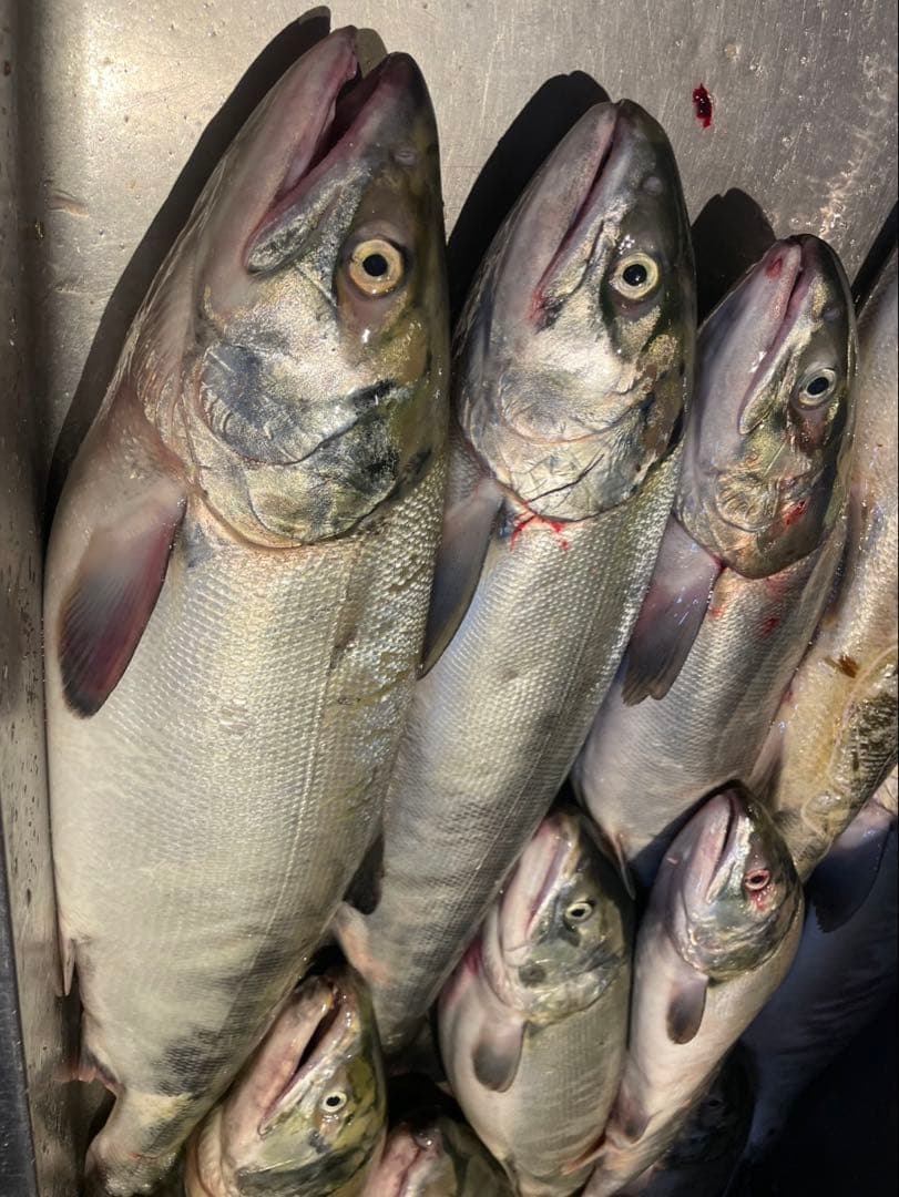 Salmon Goblin サーモンゴブリン55 スプーン 4色セット