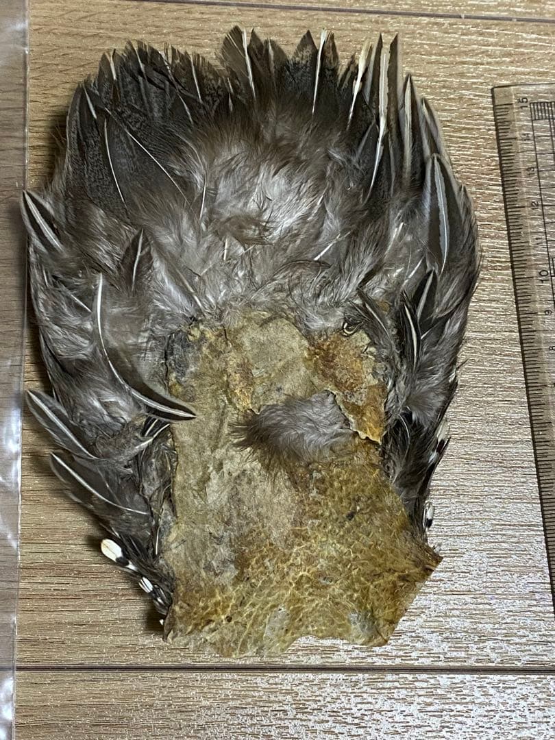 中古　ジャングルコック③