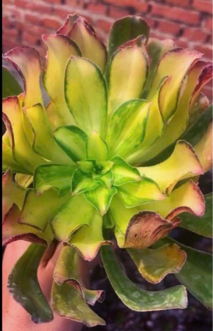 多肉植物アエオニウム錦❤️ 霓裳 ❤️ にも ❤️状態図