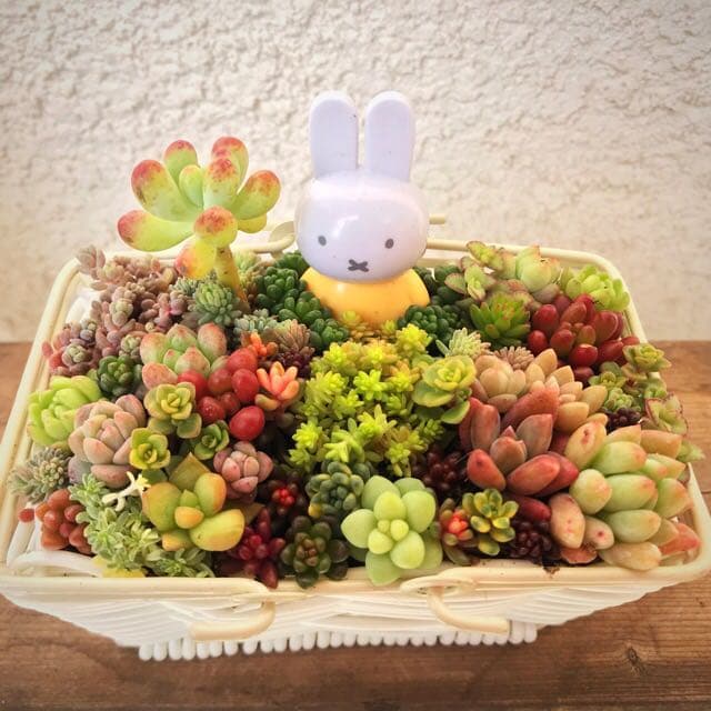 ★多肉植物　寄せ植え〜ミッフィーとお花畑〜そのまま飾れます(≧∀≦)★