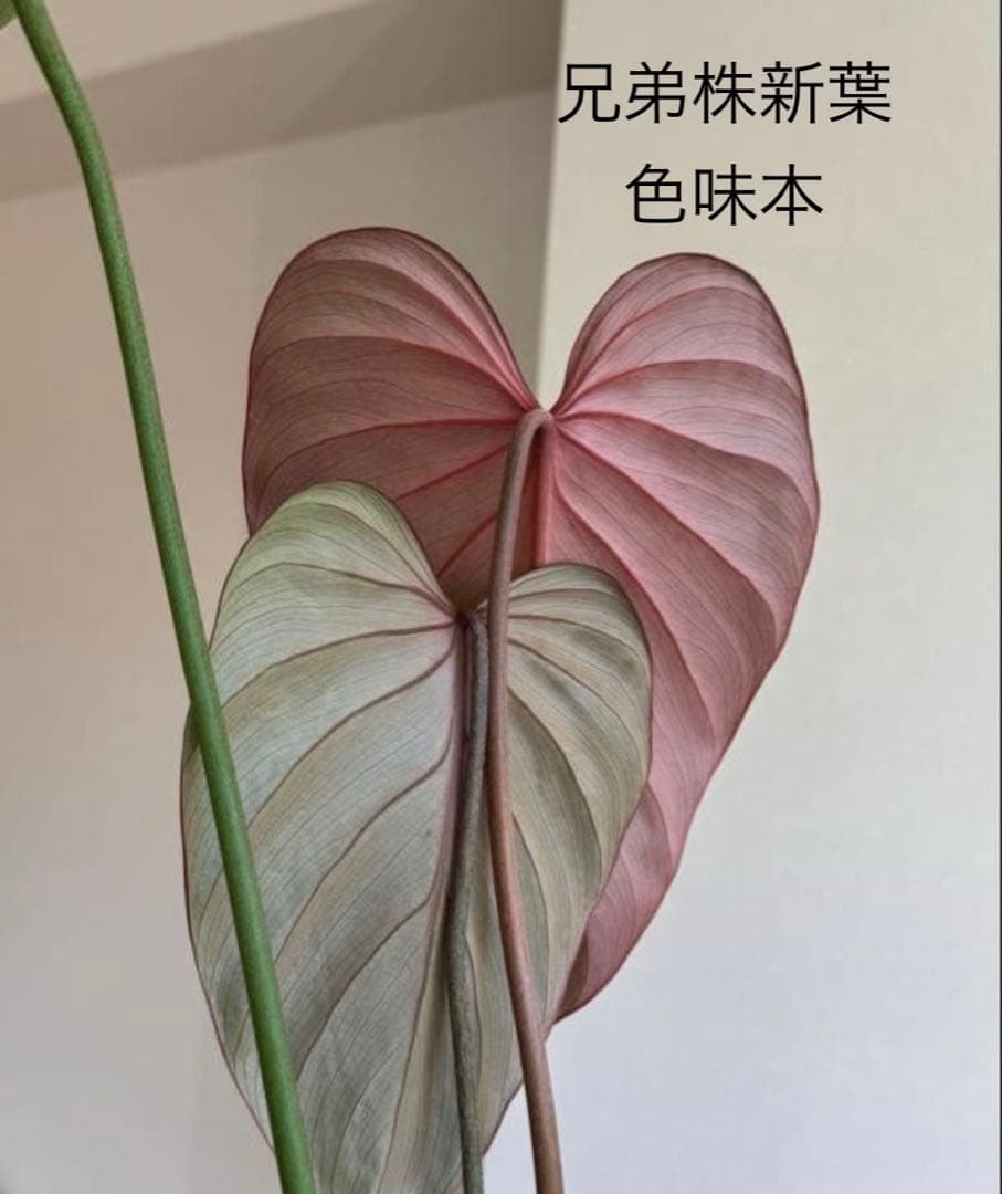 株の高さ50cm安心の大株‼︎Philodendron Pink Glory