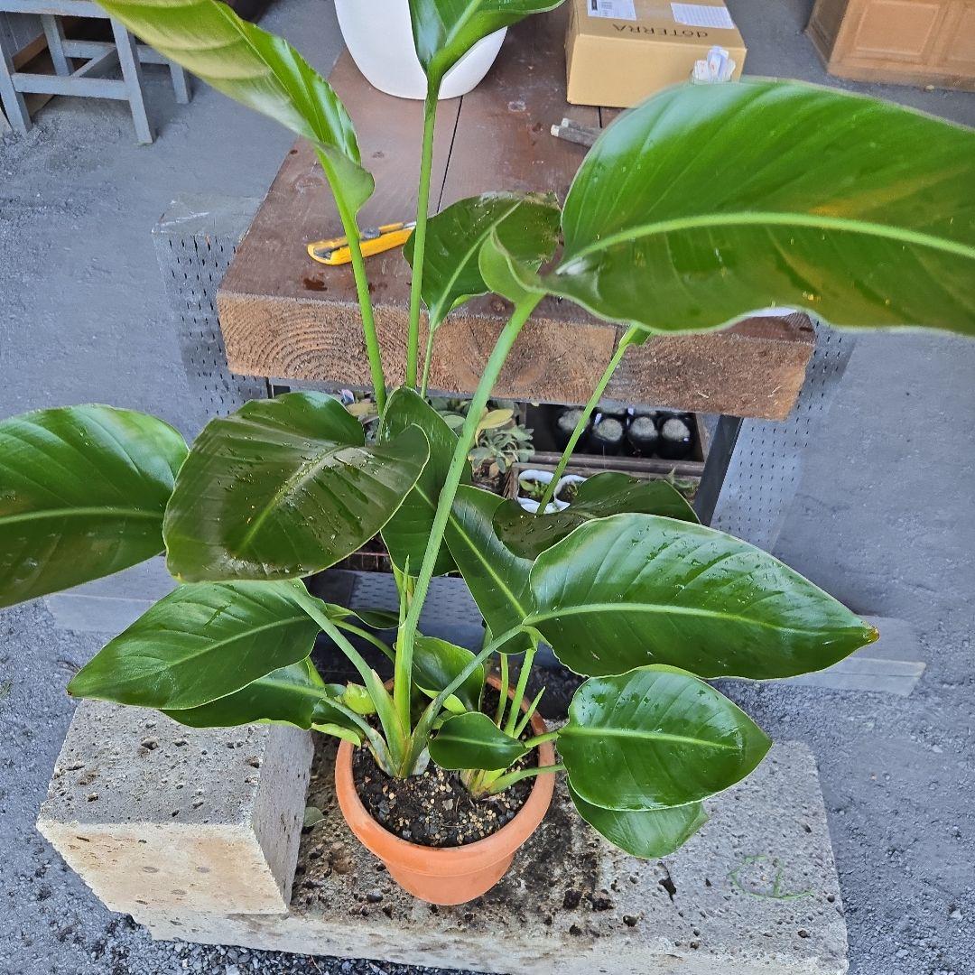⑤　ストレリチアオーガスタ　8号４株植え特大苗木最高等級極上品‼️　ランク上