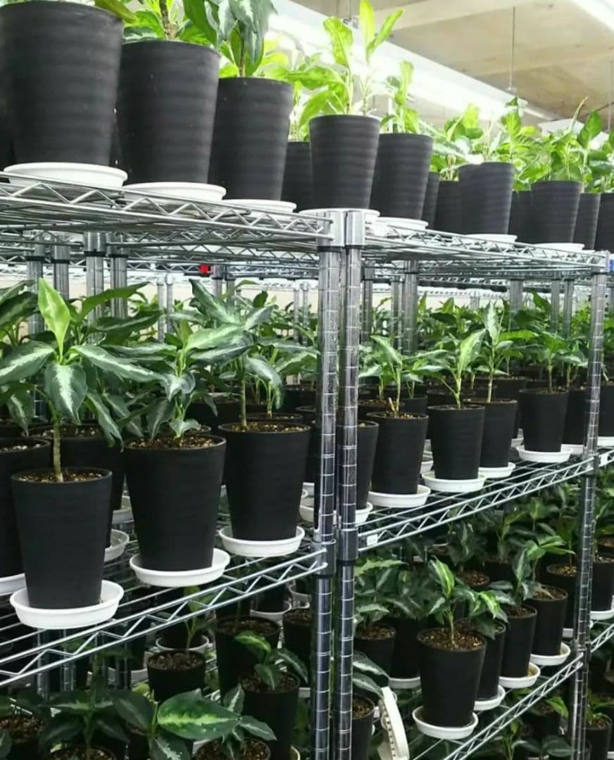 Aglaonema pictum タグのみ