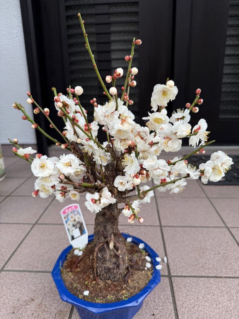 梅　玉牡丹　盆栽　鉢ごと発送