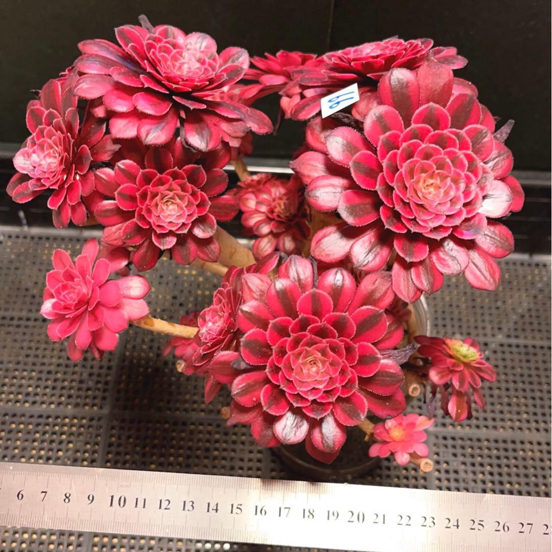 66#多肉植物アエオニウム錦❤️かぐや❤️15頭24cm鉢土付き出荷訳あり