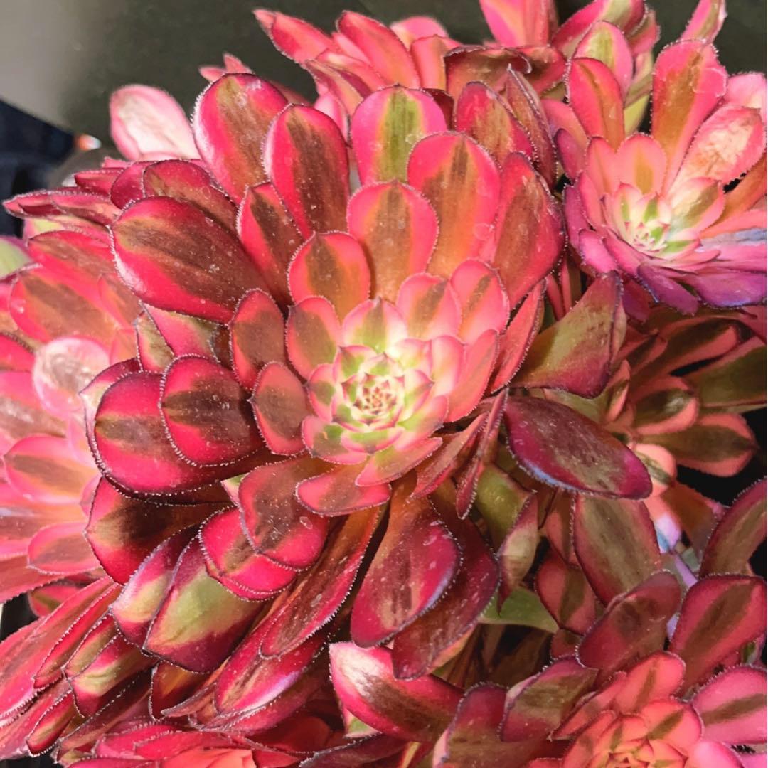 32#多肉植物アエオニウム錦❤️白月光❤️12頭26cm拔き苗