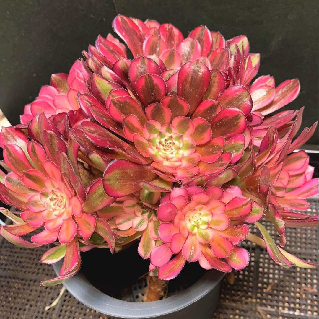 32#多肉植物アエオニウム錦❤️白月光❤️12頭26cm拔き苗