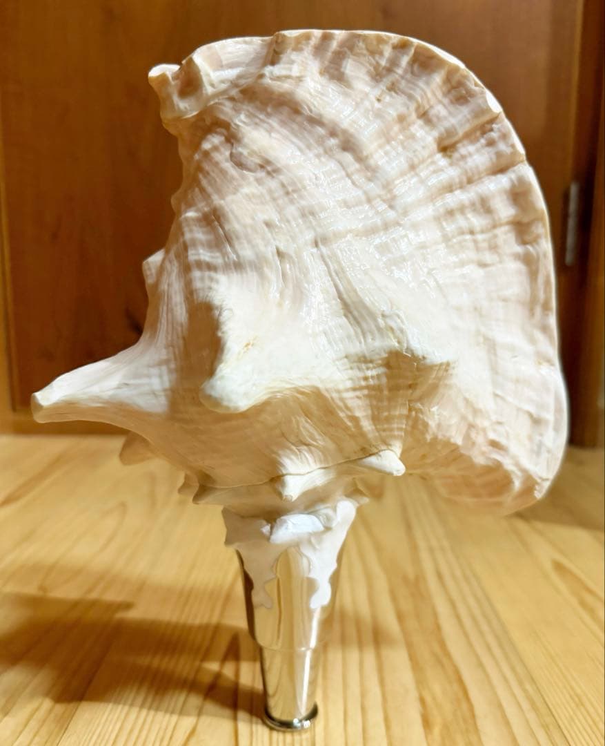 希少古代特大肉厚桃色法螺貝　（ピンク貝）法螺貝　ほら貝❣️コンク貝笛