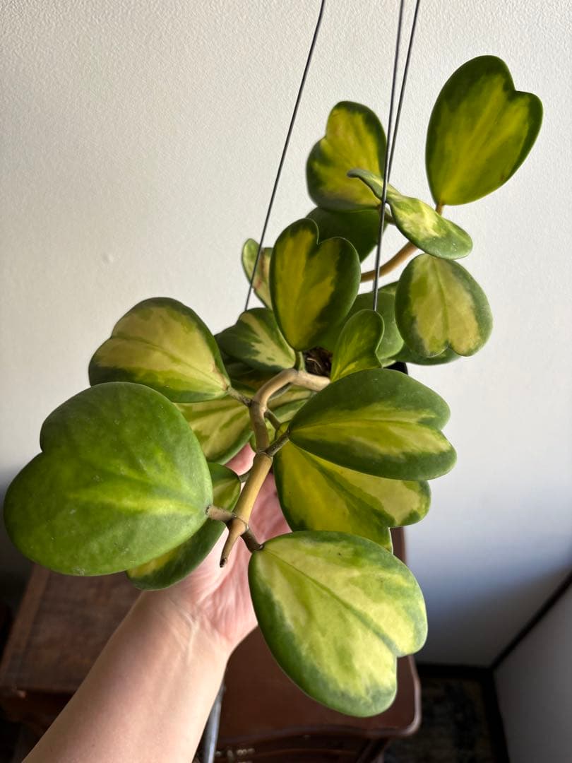 hoya ホヤ ケリー レヴェルセ バリエガータ 中斑 3号
