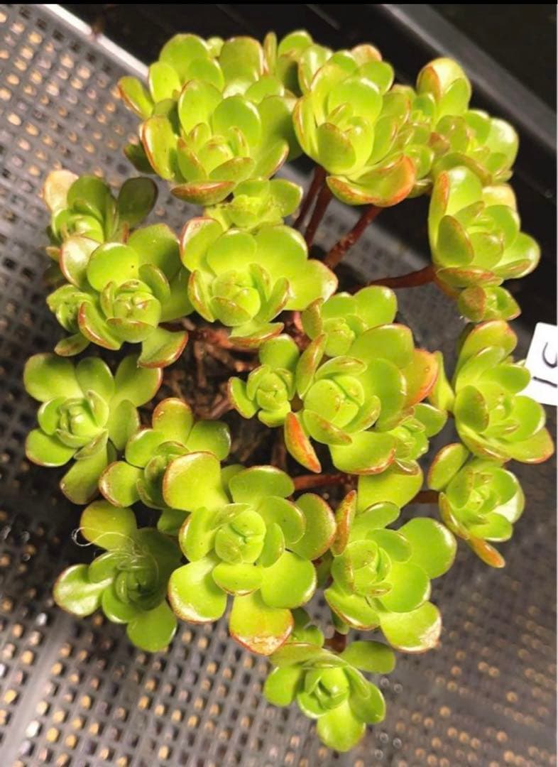 31#多肉植物アエオニウム錦❤️ サンデルシ— ❤️ 20頭15cm 拔き苗